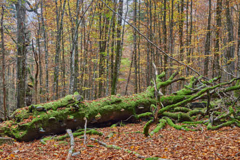 Gemeinde Bayerisch_Eisenstein Landkreis Regen Hans-Watzlik-Hain Totholz (Dirschl Johann) Deutschland REG